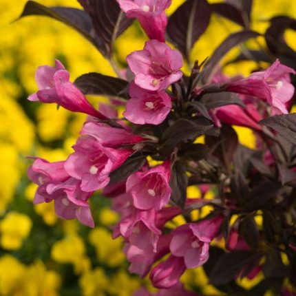 Weigela Stunner™