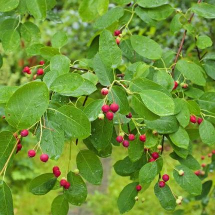 Amelanchier Serviceberry