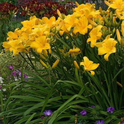 Hemerocallis 'Buttered Popcorn'