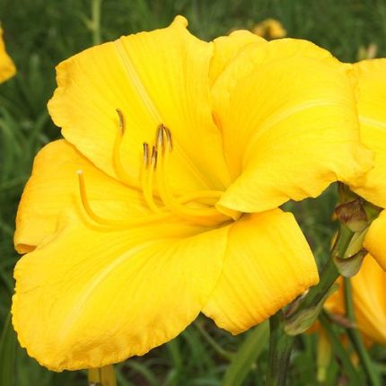 Hemerocallis 'Buttered Popcorn'