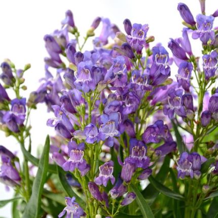 Penstemon Blue Rock Candy®