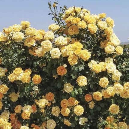 Cup of Gold Climbing Rose