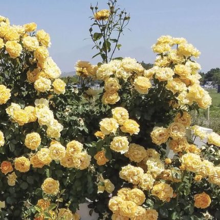 Cup of Gold Climbing Rose