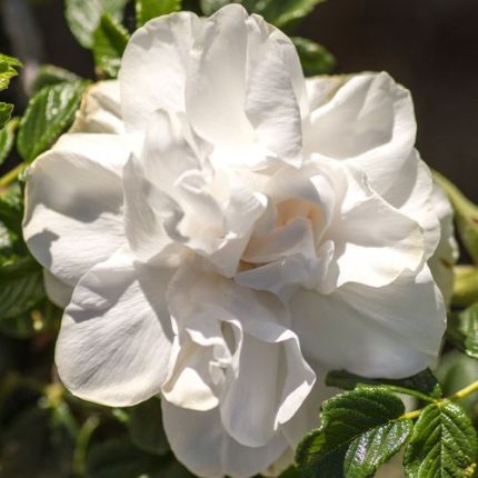 Blanc Double De Coubert Shrub Rose