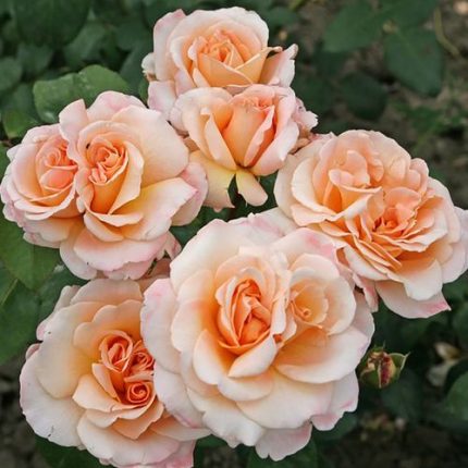 Oh Happy Day Eleganza Hybrid Tea Rose