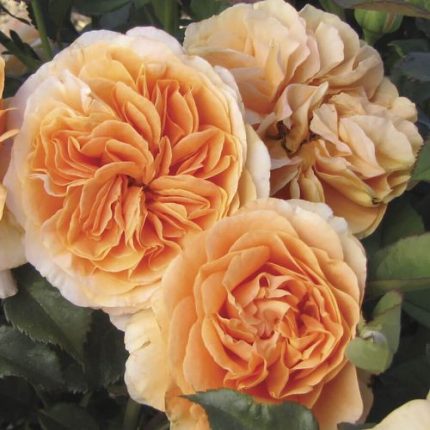 Double Easy Orange 24-Inch Patio Tree Rose