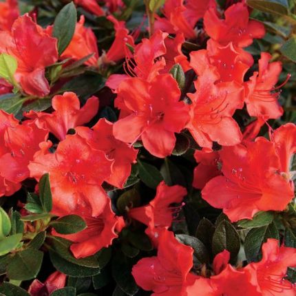 Rhododendron PERFECTO MUNDO Orange Azalea