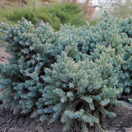 Juniperus 'Blue Star'