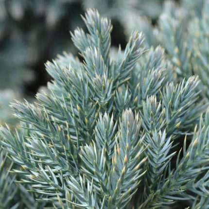 Juniperus 'Blue Star'