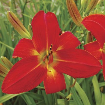 Hemerocallis 'Christmas Time'