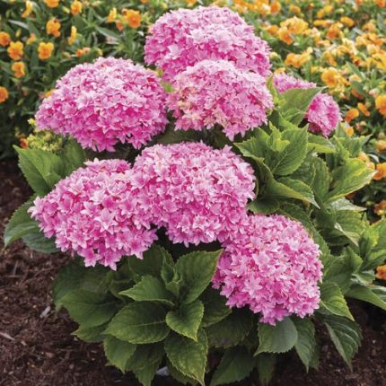 Hydrangea Starfield Bigleaf Hydrangea