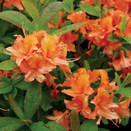 Rhododendron 'Mandarin Lights' Azalea