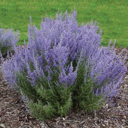 Perovskia 'Denim 'n Lace' Russian Sage