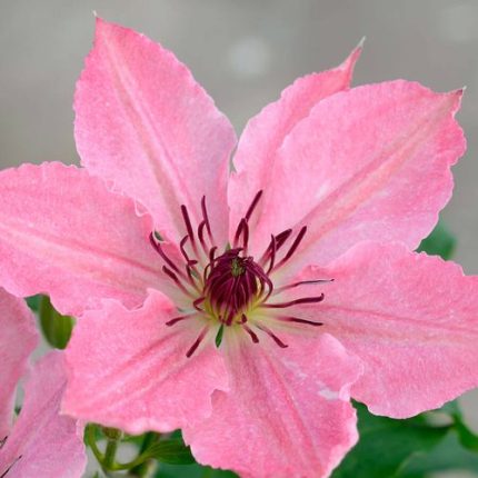 Clematis Sarah Elizabeth