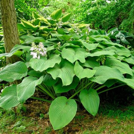 Hosta 'Behemoth'