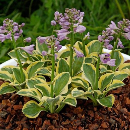 Hosta 'Lucky Mouse'