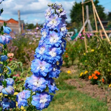 Delphinium Aurora Blue