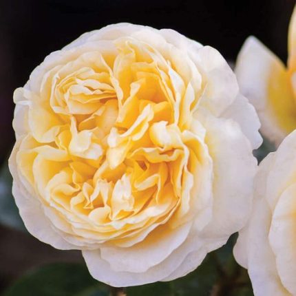 Moonlight Romantica Hybrid Tea Rose