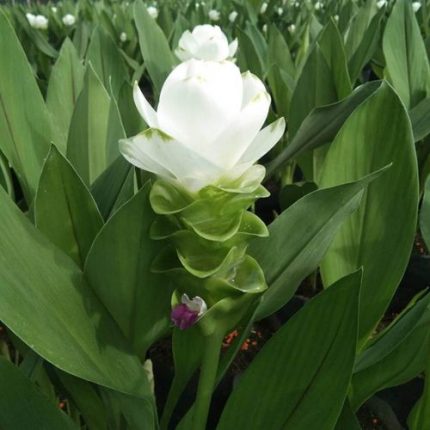 Curcuma 'White Jasmine' Bulbs