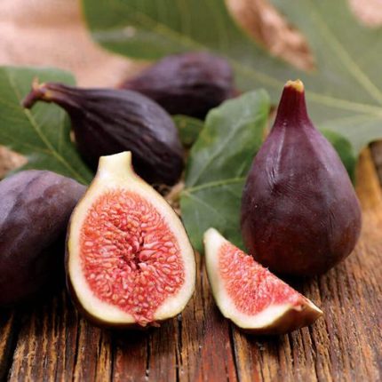 Ficus 'Violette de Bordeaux' Fig