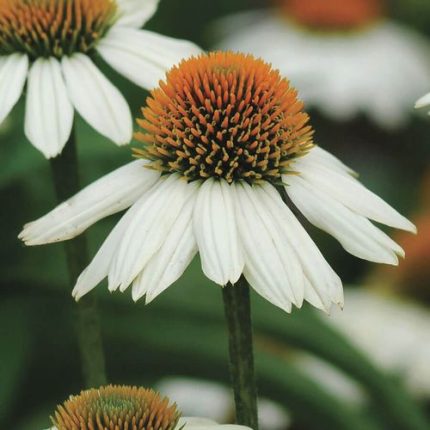 Echinacea 'PowWow White'