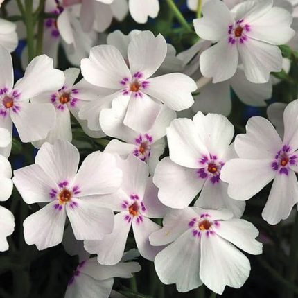 Phlox 'Amazing Grace'