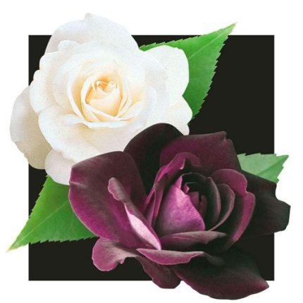 Iceberg & Burgundy Iceberg 24-Inch Tree Rose