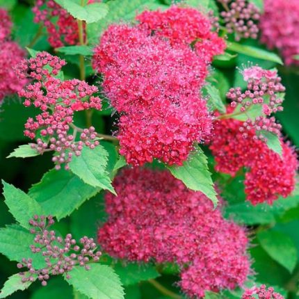 Spiraea Double Play Doozie®