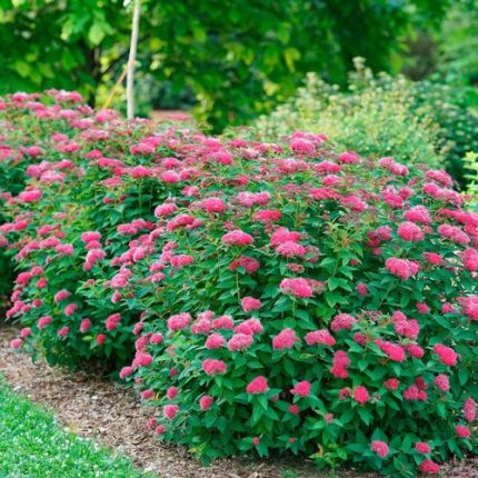 Spiraea Double Play Doozie®