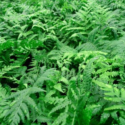 Thelypyeris Southern River Wood Fern