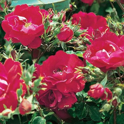 Champlain Shrub Rose