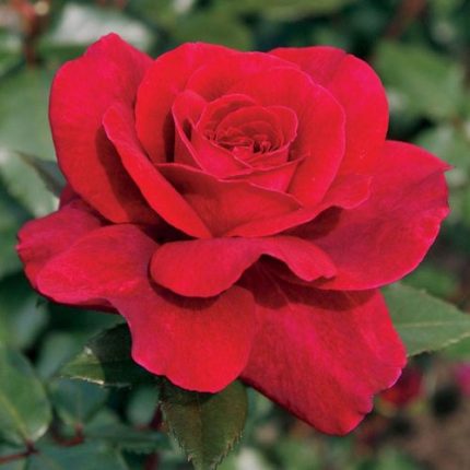 Gypsy Soul Eleganza Hybrid Tea Rose