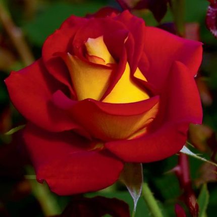 Ketchup & Mustard Floribunda Rose