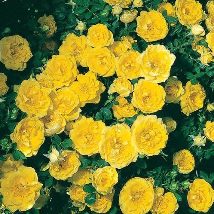 Persian Yellow Foetida Rose