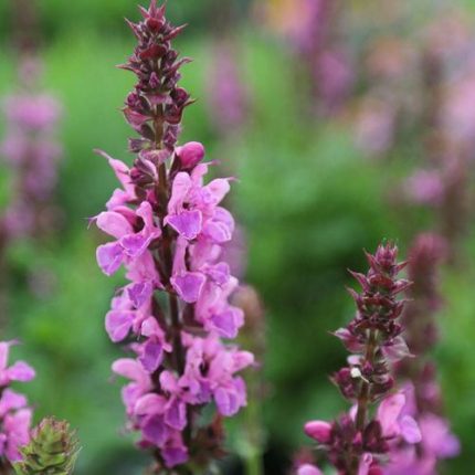 Salvia 'Rose Marvel'