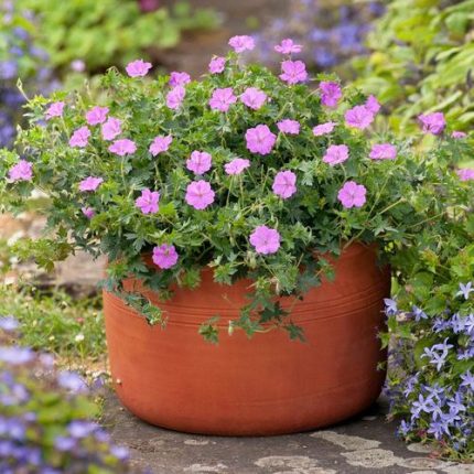 Geranium 'Blushing Turtle'