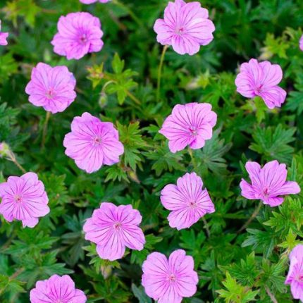 Geranium 'Blushing Turtle'