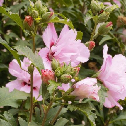 Hibiscus 'Blushing Bride' Rose of Sharon