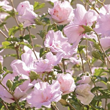 Hibiscus 'Blushing Bride' Rose of Sharon