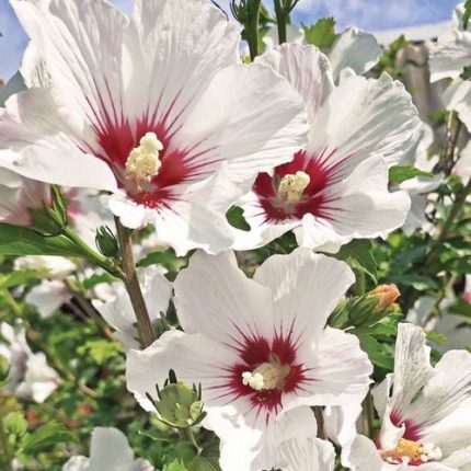 Hibiscus 'Helene' Rose of Sharon