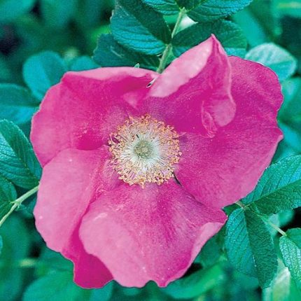 Rosa Rugosa Rugosa Rose