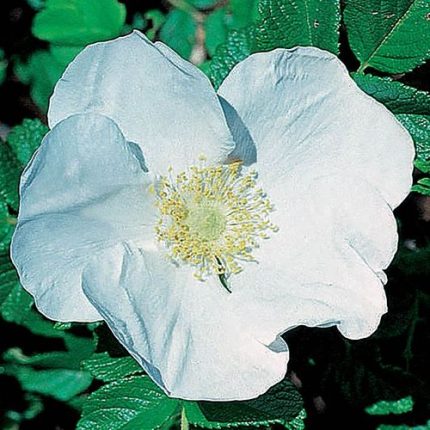 Rosa Rugosa Alba Rugosa Rose