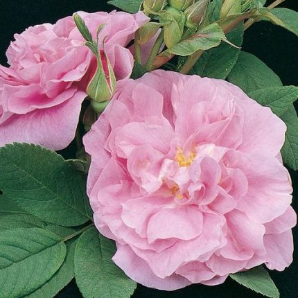 Thérèse Bugnet Hybrid Rugosa Rose