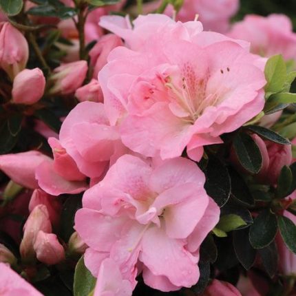 Rhododendron Perfecto Mundo Pink Carpet Azalea