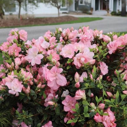 Rhododendron Perfecto Mundo Pink Carpet Azalea