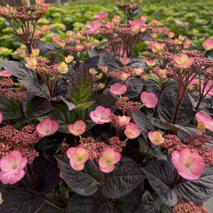 Hydrangea Pink Dynamo™