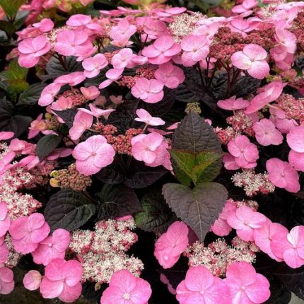 Hydrangea Pink Dynamo™