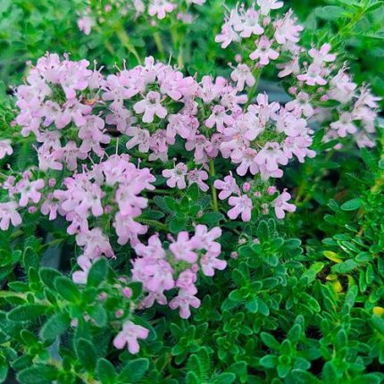 Thymus 'Pink Chintz'