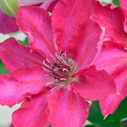 Clematis Tekla Garland®