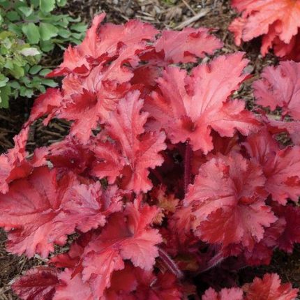 Heuchera Forever Red